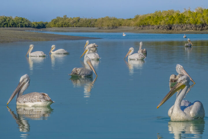 طبس؛سبز یا کویری؟