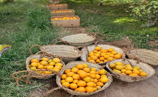 طبس؛سبز یا کویری؟