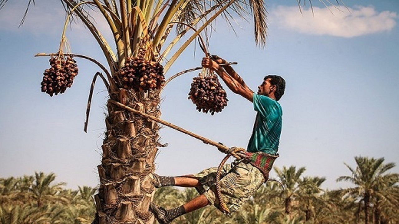 طبس؛سبز یا کویری؟