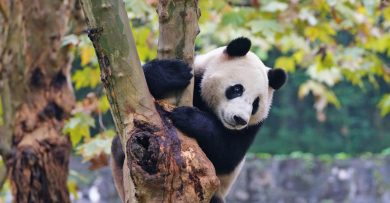 سفر به سرزمین پانداها در چین