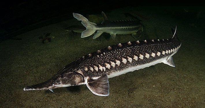 سفری در غذاهای دریایی ایران